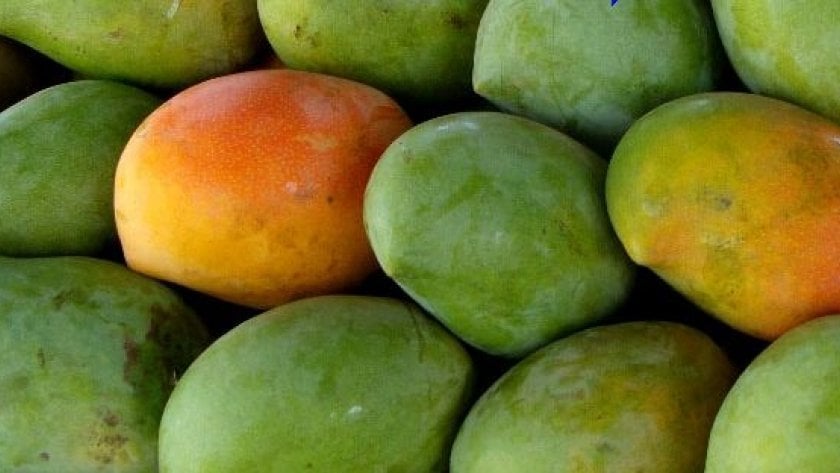 صورة المنتج