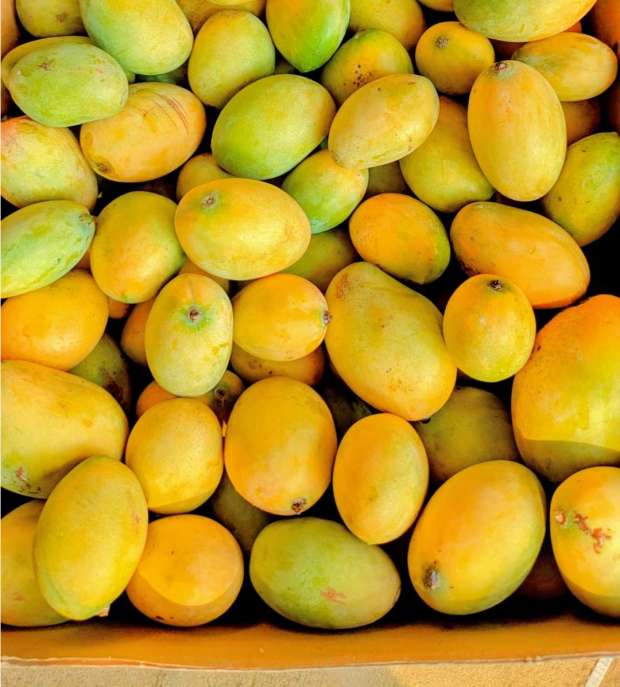 صورة المنتج